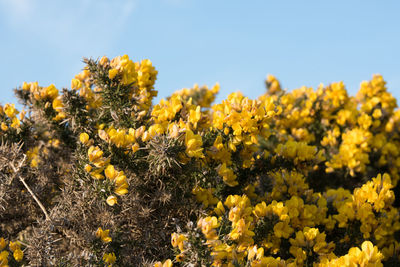 Close-up of yellow flowers against sky
