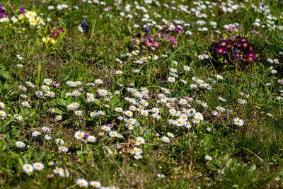 Full frame shot of flowering plants on field