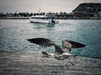 Seagulls flying over sea