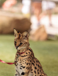 Close-up of leptailurus serval on field