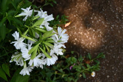 High angle view of white flowering plant