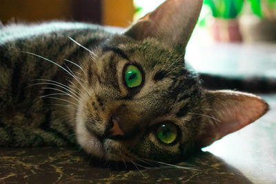 Close-up portrait of a cat