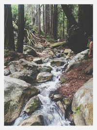 Stream flowing through forest