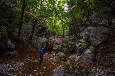 Rear view of people walking in forest