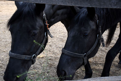 Portrait of two beautiful hungarian gidran horses in an open, outside barn