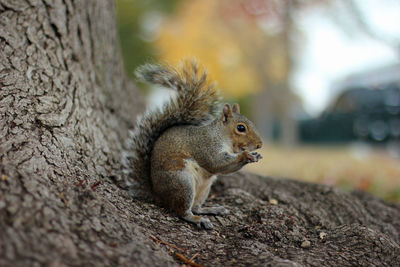 Close up of a gray squirrel sitting on the roots of a tree