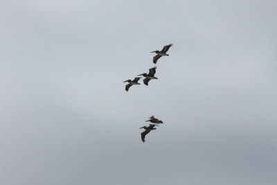 Low angle view of birds flying in sky