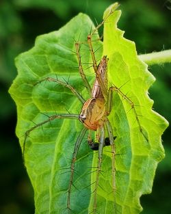 Close-up of insect on plant