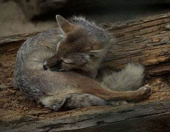 Close-up of two cats sleeping