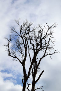 Low angle view of bare tree against sky