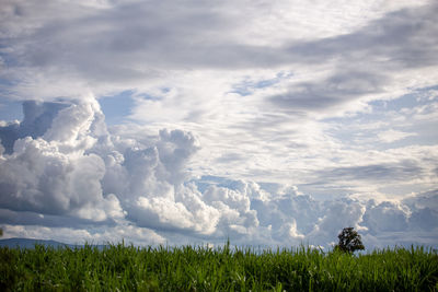 Scenic view of field against sky