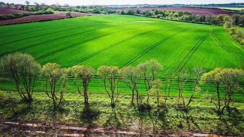 Scenic view of vineyard