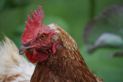 Close-up of rooster