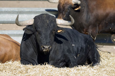 Close-up of cows on field