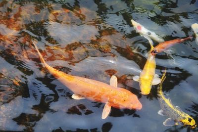 Colorfull fishes swimming around in the ponds floor