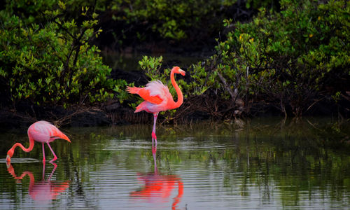 Birds in lake