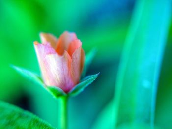 Close-up of pink flowers