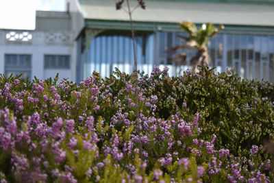 Close-up of purple flowering plants against building