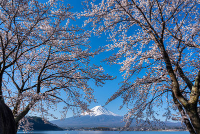 Trees on snow covered mountains against blue sky