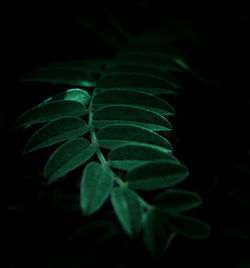 Close-up of plant at night