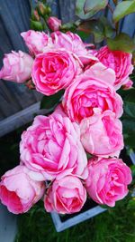 Close-up of pink roses blooming outdoors