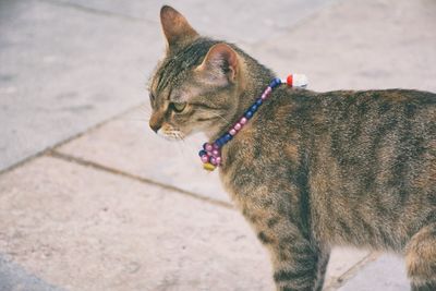 Close-up of cat wearing necklace on footpath