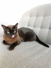 Portrait of cat resting on sofa at home