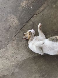 High angle view of a dog