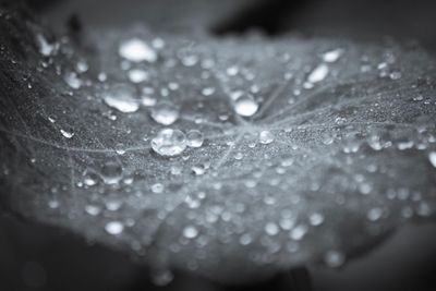 Close-up of water drops on leaf