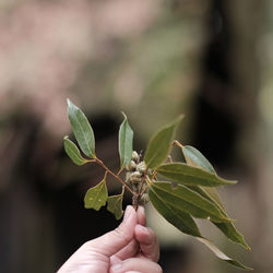 Close-up of hand holding plant