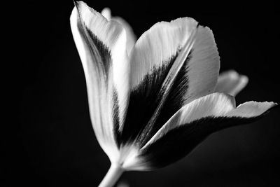 Close-up of white flower