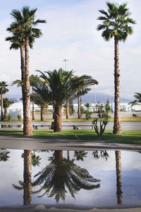 Palm trees against sky