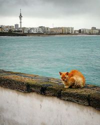 Cat lying in a city