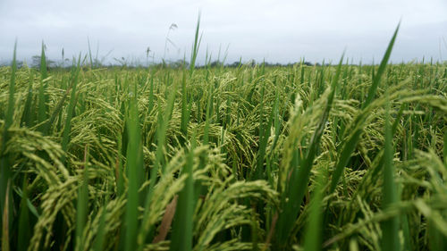 Crops growing on field against sky