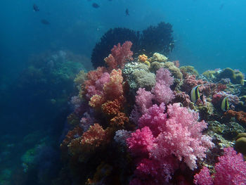 Marine life under sea water, underwater landscape photography, colorful sea life