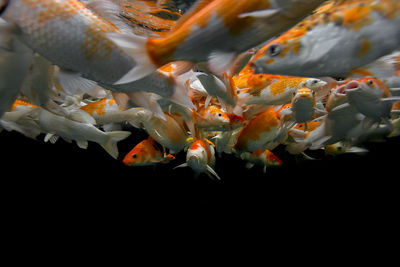 School of koi carp swimming in aquarium
