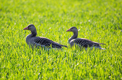 Ducks on a field
