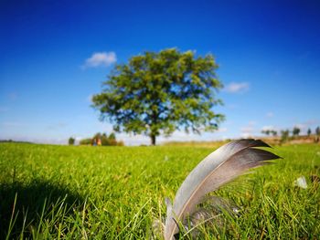 Close-up of a gray feather against sunny green field