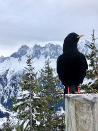 Black bird perching on snow covered mountain against sky