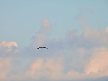 Low angle view of bird flying in sky