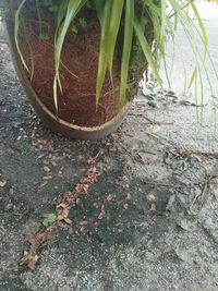 High angle view of plants growing on field