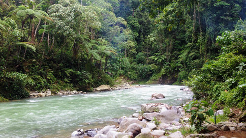 Scenic view of river amidst trees in forest