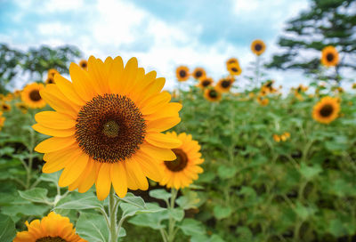 Close-up of sunflower on field against sky