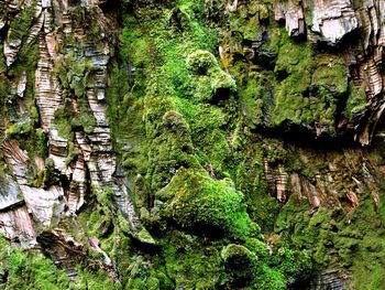 Close-up of moss growing on tree trunk