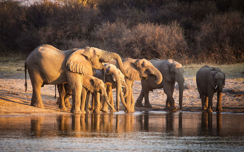 The african bush elephant