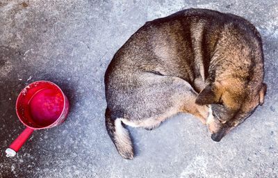 High angle view of dog