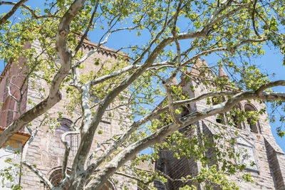 Low angle view of tree against sky