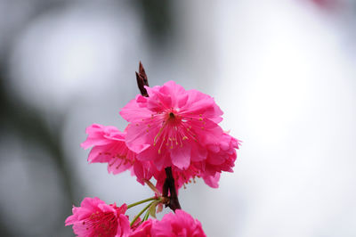 Close-up of pink plum blossoms blooming outdoors