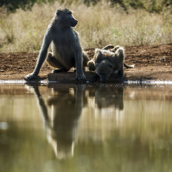 Monkey drinking water