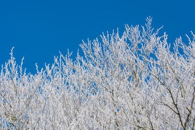 Low angle view of purple flowers against blue sky